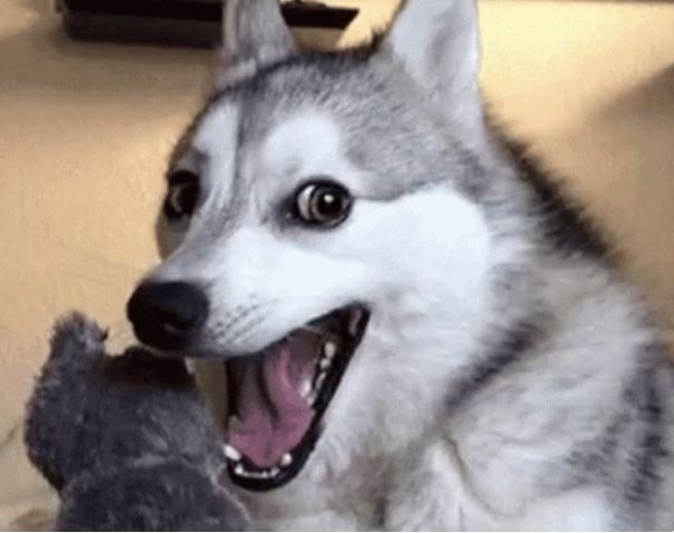 A husky laughing at my great joke